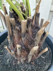 Dicksonia antarctica: buy a 1ft trunk or potted plant?