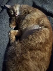 Carry On Catting - the Excellent Cats do what they do best