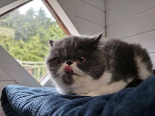 Pampered, Persian, Princess Penelope