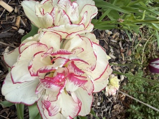 Tulip bulbs - plant BEFORE or AFTER the first frost?