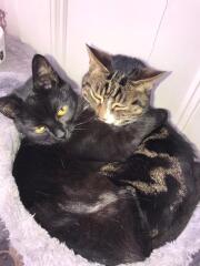 Bereaved cat , what helps?