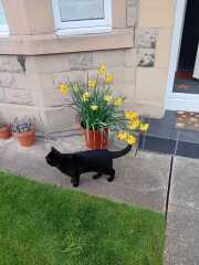 Tulip bulbs - plant BEFORE or AFTER the first frost?