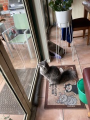 Please tell me you also have cats that completely fail at catting 🙀