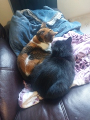 Can we talk about cat introductions?