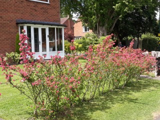 Please help me find my perfect hedge.