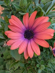 What have you done in the garden today? Part 8