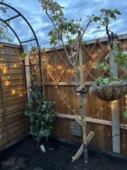 What have you done in the garden today? Part 8