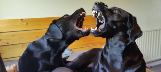 Retained puppy teeth