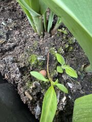 The seedlings but bigger