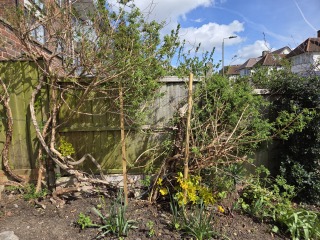 Help a novice - pruning, climbers, vegetables for a small London garden