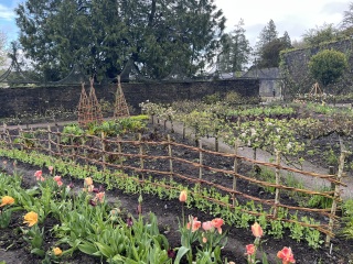 What have you done in the garden today? Part 8