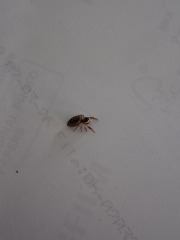 To ask if these are bed bug bites