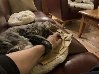 Carry On Catting - the Excellent Cats do what they do best