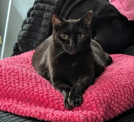 Helping a grieving cat adjust after loss?
