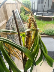 Plant looks sad, what to do
