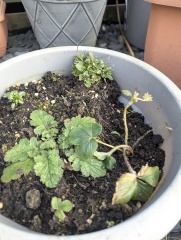 Possibly dim container gardening question