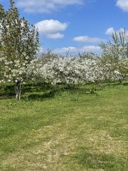 Year Round Nigel Slater discussion thread - Part 4