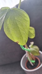 Bean plant leaves damaged after being outside, how can I help it?