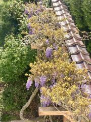 How's your wisteria doing? Or what are you proud of in the garden today?