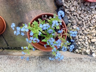 Tribute to my late cats: Forget me Nots