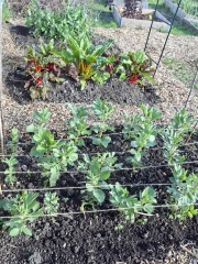 2026 Allotmenteers - have we lost the plot?!