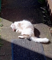 Carry On Catting - the Excellent Cats do what they do best