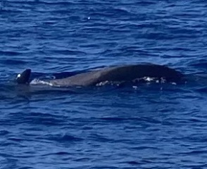 Join us in the Goose and Carrot Pub thread.