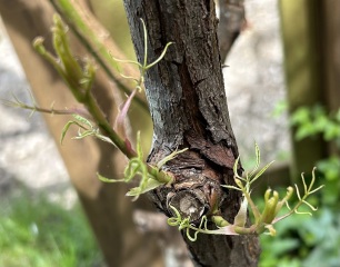 What is eating my poor rose?