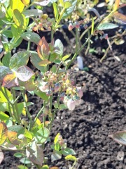 2026 Allotmenteers - have we lost the plot?!