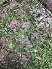 Small holes appearing in lawn overnight