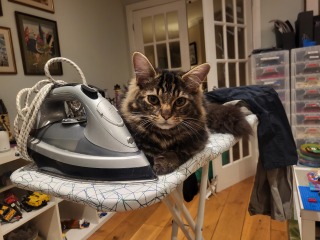 Kitten, 16 weeks, never meowed