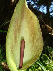 Are We Really 'Women' On The Inside?