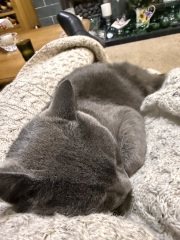 Carry On Catting - the Excellent Cats do what they do best