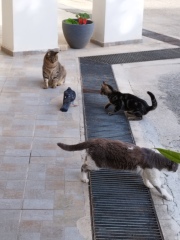 Please tell me you also have cats that completely fail at catting 🙀