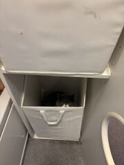 Pampered, Persian, Princess Penelope