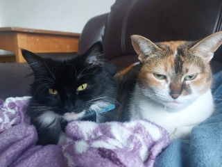 Can we talk about cat introductions?