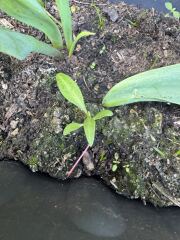 The seedlings but bigger