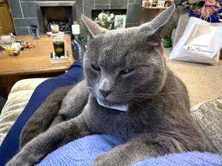 Carry On Catting - the Excellent Cats do what they do best