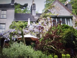 How's your wisteria doing? Or what are you proud of in the garden today?