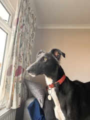 Anyone else haunted by how their previous dog died and panic with their new dog…