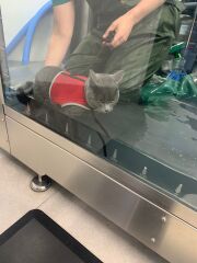 How well did your cat recover after being hit by a car?
