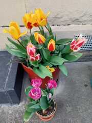 Tulip bulbs - plant BEFORE or AFTER the first frost?