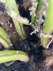 Dicksonia antarctica: buy a 1ft trunk or potted plant?