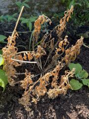 Are these Osteospermum definitely dead?