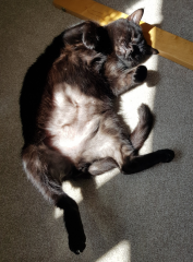 No More Dreamies For My Cat