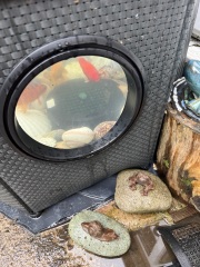 Carry On Catting - the Excellent Cats do what they do best