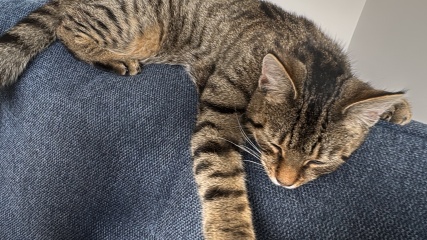 Meet our lovely new cat
