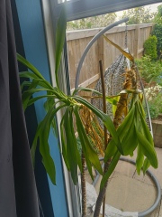 Plant looks sad, what to do