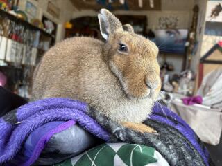 For pulling over briefly to watch a Hare?