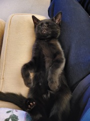 Who wants to wait whilst my kittens are born!